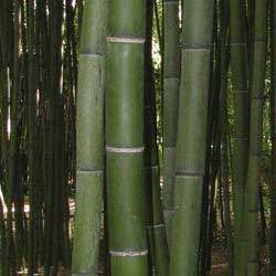 Bamb Phyllostachys vivax